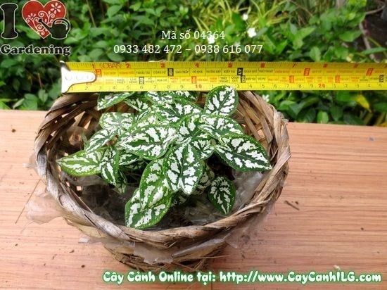 Cây Môn Trắng – Ý Nghĩa, Cách Chăm Sóc & Mua Bán Sỉ Lẻ Giá Tốt Tại TP.HCM
