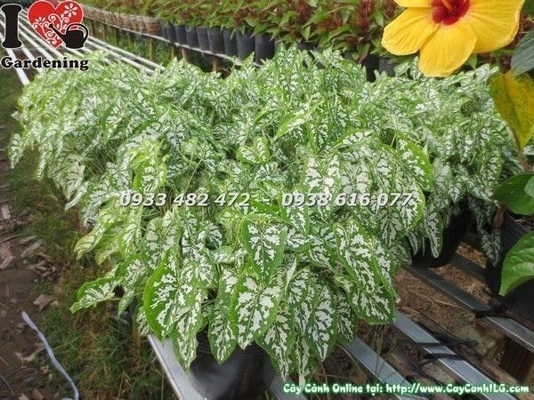 Cây Môn Trắng – Ý Nghĩa, Cách Chăm Sóc & Mua Bán Sỉ Lẻ Giá Tốt Tại TP.HCM
