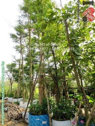 Cây Móng Bò – Ý Nghĩa, Cách Chăm Sóc & Mua Bán Sỉ Lẻ Giá Tốt Tại TP.HCM