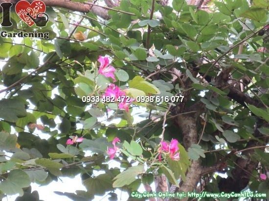 Cây Móng Bò – Ý Nghĩa, Cách Chăm Sóc & Mua Bán Sỉ Lẻ Giá Tốt Tại TP.HCM