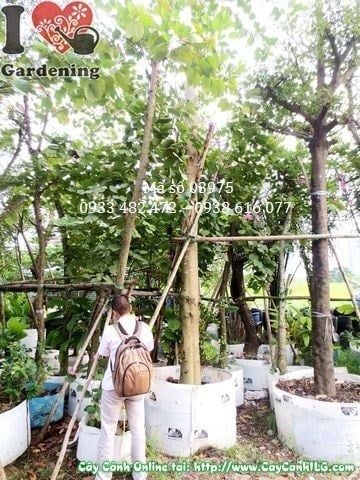 Cây Móng Bò – Ý Nghĩa, Cách Chăm Sóc & Mua Bán Sỉ Lẻ Giá Tốt Tại TP.HCM