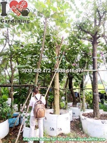Cây Móng Bò – Ý Nghĩa, Cách Chăm Sóc & Mua Bán Sỉ Lẻ Giá Tốt Tại TP.HCM