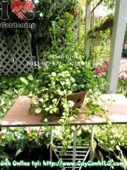 Cây Hạt Dưa – Ý Nghĩa, Cách Chăm Sóc & Mua Bán Sỉ Lẻ Giá Tốt Tại TP.HCM