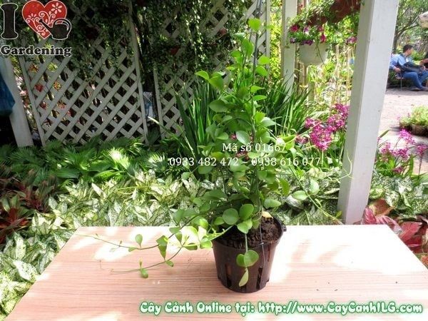 Cây Hạt Dưa – Ý Nghĩa, Cách Chăm Sóc & Mua Bán Sỉ Lẻ Giá Tốt Tại TP.HCM