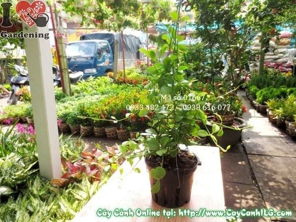 Cây Hạt Dưa – Ý Nghĩa, Cách Chăm Sóc & Mua Bán Sỉ Lẻ Giá Tốt Tại TP.HCM