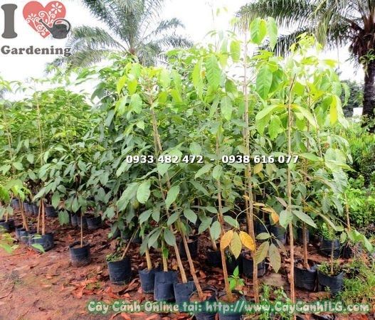 Cây Mủ Trôm – Ý Nghĩa, Cách Chăm Sóc & Mua Bán Sỉ Lẻ Giá Tốt Tại TP.HCM