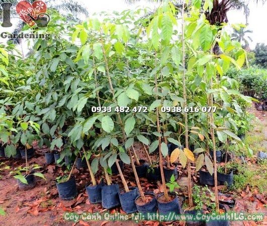 Cây Mủ Trôm – Ý Nghĩa, Cách Chăm Sóc & Mua Bán Sỉ Lẻ Giá Tốt Tại TP.HCM