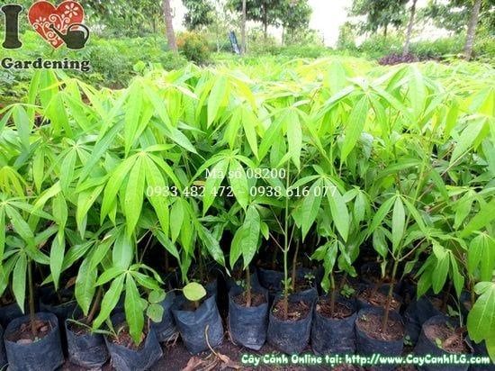 Cây Mủ Trôm – Ý Nghĩa, Cách Chăm Sóc & Mua Bán Sỉ Lẻ Giá Tốt Tại TP.HCM