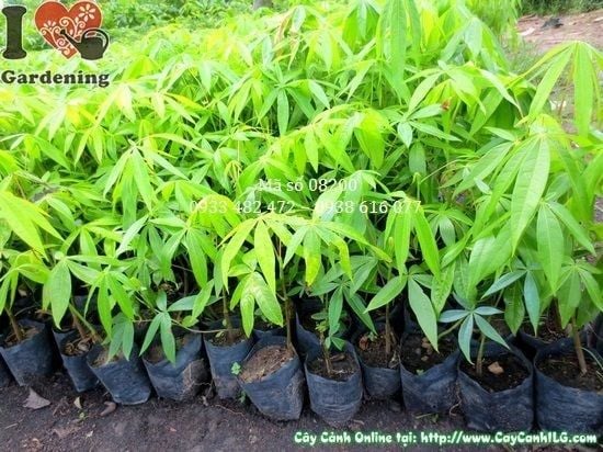 Cây Mủ Trôm – Ý Nghĩa, Cách Chăm Sóc & Mua Bán Sỉ Lẻ Giá Tốt Tại TP.HCM