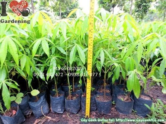 Cây Mủ Trôm – Ý Nghĩa, Cách Chăm Sóc & Mua Bán Sỉ Lẻ Giá Tốt Tại TP.HCM