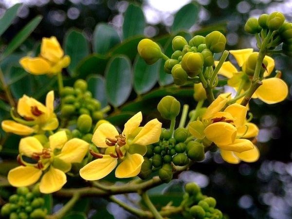 Cây Muồng Đen – Ý Nghĩa, Cách Chăm Sóc & Mua Bán Sỉ Lẻ Giá Tốt Tại TP.HCM