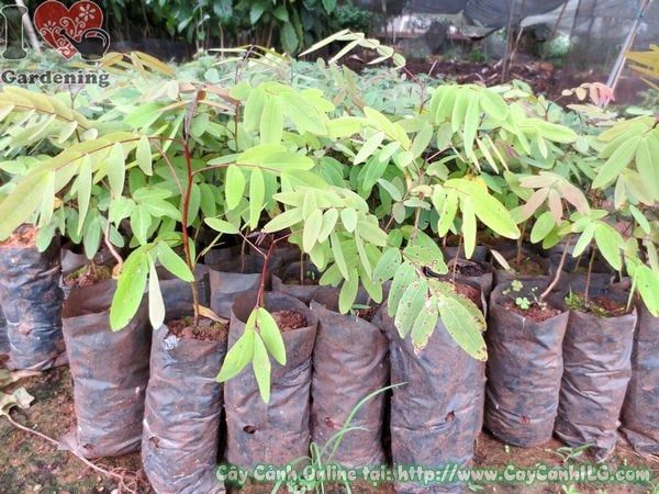 Cây Muồng Đen – Ý Nghĩa, Cách Chăm Sóc & Mua Bán Sỉ Lẻ Giá Tốt Tại TP.HCM
