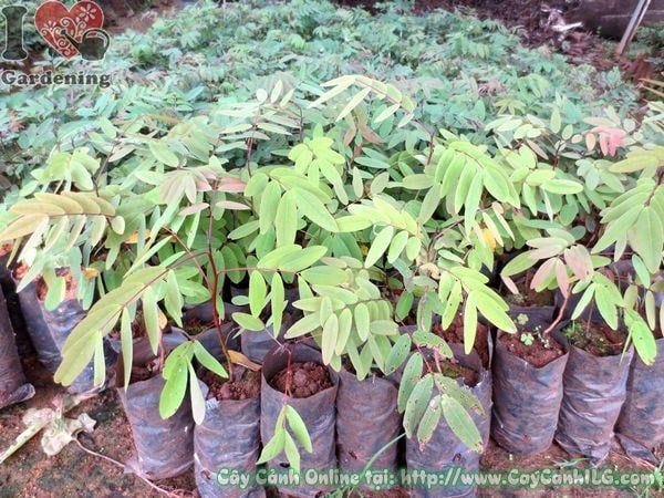 Cây Muồng Đen – Ý Nghĩa, Cách Chăm Sóc & Mua Bán Sỉ Lẻ Giá Tốt Tại TP.HCM