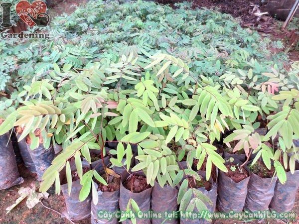 Cây Muồng Đen – Ý Nghĩa, Cách Chăm Sóc & Mua Bán Sỉ Lẻ Giá Tốt Tại TP.HCM