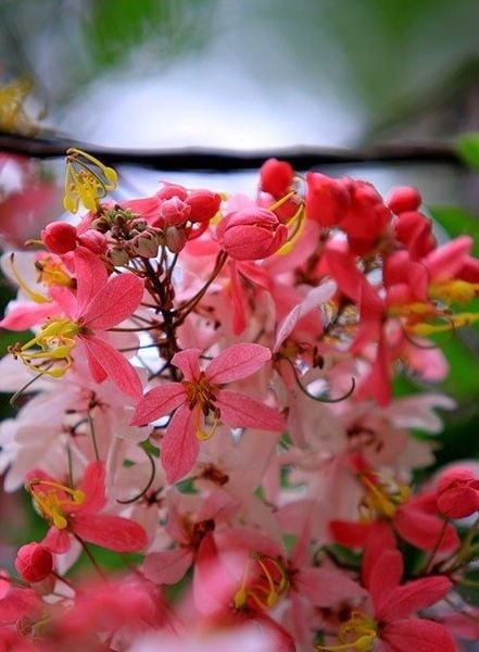 Cây Muồng Hoa Đào – Ý Nghĩa, Cách Chăm Sóc & Mua Bán Sỉ Lẻ Giá Tốt Tại TP.HCM