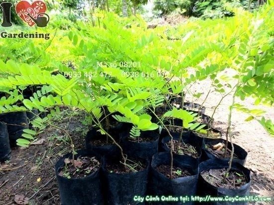 Cây Muồng Hoa Đào – Ý Nghĩa, Cách Chăm Sóc & Mua Bán Sỉ Lẻ Giá Tốt Tại TP.HCM