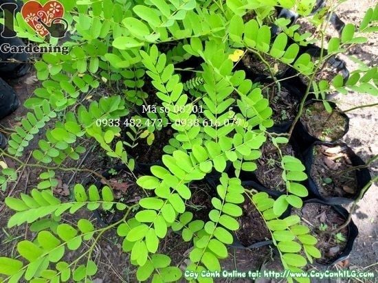 Cây Muồng Hoa Đào – Ý Nghĩa, Cách Chăm Sóc & Mua Bán Sỉ Lẻ Giá Tốt Tại TP.HCM