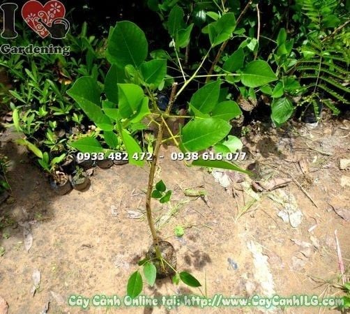 Cây Muồng Hoa Đỏ – Ý Nghĩa, Cách Chăm Sóc & Mua Bán Sỉ Lẻ Giá Tốt Tại TP.HCM