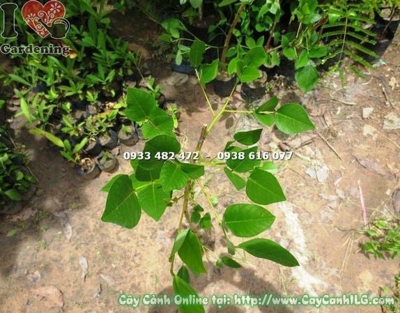 Cây Muồng Hoa Đỏ – Ý Nghĩa, Cách Chăm Sóc & Mua Bán Sỉ Lẻ Giá Tốt Tại TP.HCM