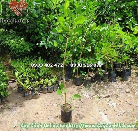 Cây Muồng Hoa Đỏ – Ý Nghĩa, Cách Chăm Sóc & Mua Bán Sỉ Lẻ Giá Tốt Tại TP.HCM