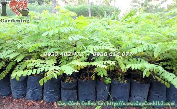 Cây Muồng Hoa Đào – Ý Nghĩa, Cách Chăm Sóc & Mua Bán Sỉ Lẻ Giá Tốt Tại TP.HCM
