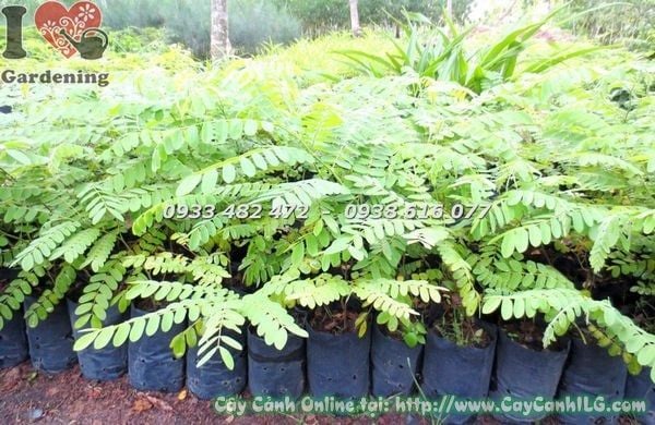 Cây Muồng Hoa Đào – Ý Nghĩa, Cách Chăm Sóc & Mua Bán Sỉ Lẻ Giá Tốt Tại TP.HCM