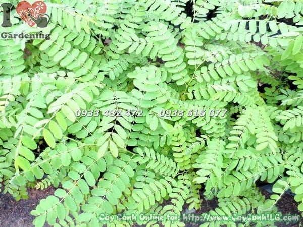 Cây Muồng Hoa Đào – Ý Nghĩa, Cách Chăm Sóc & Mua Bán Sỉ Lẻ Giá Tốt Tại TP.HCM