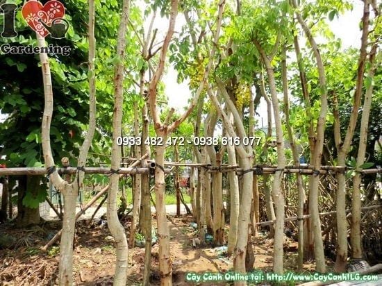 Cây Muồng Hoàng Yến – Ý Nghĩa, Cách Chăm Sóc & Mua Bán Sỉ Lẻ Giá Tốt Tại TP.HCM