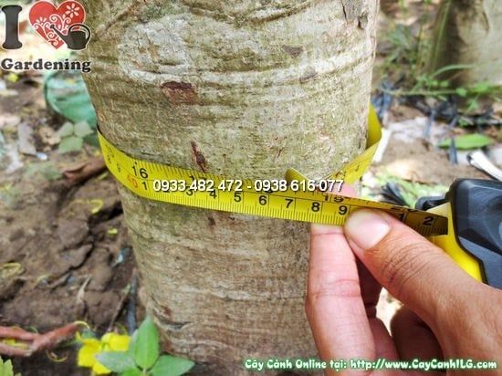Cây Muồng Hoàng Yến – Ý Nghĩa, Cách Chăm Sóc & Mua Bán Sỉ Lẻ Giá Tốt Tại TP.HCM