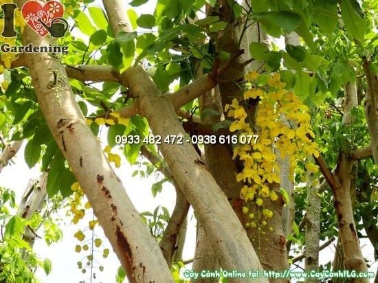 Cây Muồng Hoàng Yến – Ý Nghĩa, Cách Chăm Sóc & Mua Bán Sỉ Lẻ Giá Tốt Tại TP.HCM