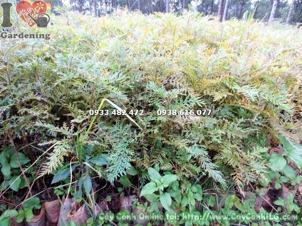 Cây Ngân Hoa – Ý Nghĩa, Cách Chăm Sóc & Mua Bán Sỉ Lẻ Giá Tốt Tại TP.HCM