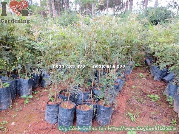 Cây Ngân Hoa – Ý Nghĩa, Cách Chăm Sóc & Mua Bán Sỉ Lẻ Giá Tốt Tại TP.HCM