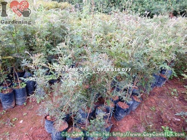 Cây Ngân Hoa – Ý Nghĩa, Cách Chăm Sóc & Mua Bán Sỉ Lẻ Giá Tốt Tại TP.HCM