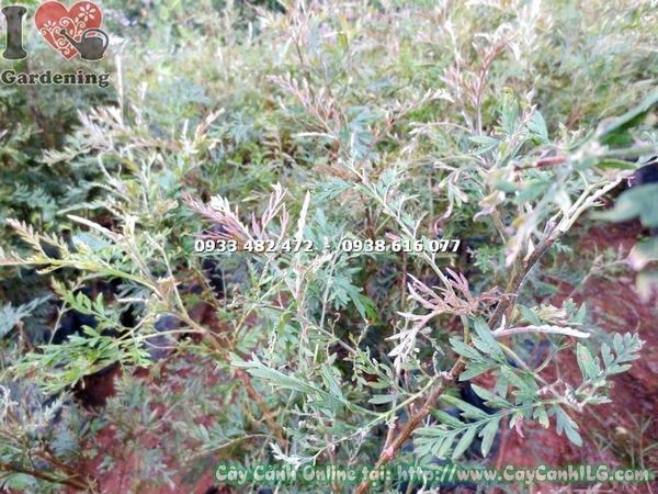 Cây Ngân Hoa – Ý Nghĩa, Cách Chăm Sóc & Mua Bán Sỉ Lẻ Giá Tốt Tại TP.HCM