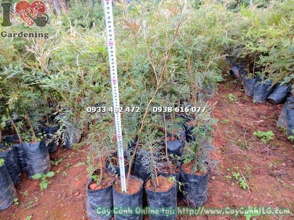 Cây Ngân Hoa – Ý Nghĩa, Cách Chăm Sóc & Mua Bán Sỉ Lẻ Giá Tốt Tại TP.HCM