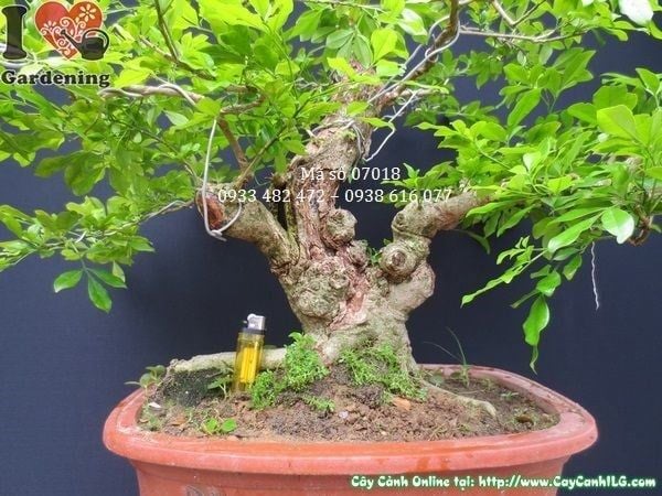 Cây Ngâu – Ý Nghĩa, Cách Chăm Sóc & Mua Bán Sỉ Lẻ Giá Tốt Tại TP.HCM
