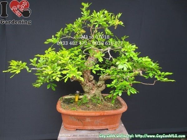 Cây Ngâu – Ý Nghĩa, Cách Chăm Sóc & Mua Bán Sỉ Lẻ Giá Tốt Tại TP.HCM