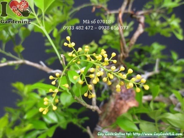 Cây Ngâu – Ý Nghĩa, Cách Chăm Sóc & Mua Bán Sỉ Lẻ Giá Tốt Tại TP.HCM