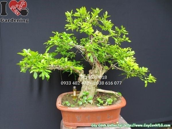 Cây Ngâu – Ý Nghĩa, Cách Chăm Sóc & Mua Bán Sỉ Lẻ Giá Tốt Tại TP.HCM