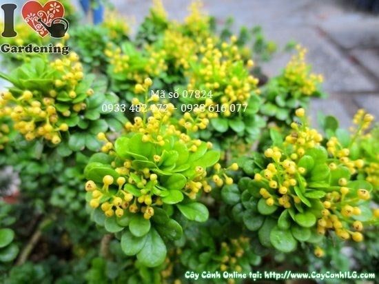 Cây Ngâu Tàu – Ý Nghĩa, Cách Chăm Sóc & Mua Bán Sỉ Lẻ Giá Tốt Tại TP.HCM