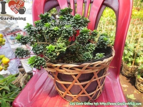 Cây Ngâu Tàu – Ý Nghĩa, Cách Chăm Sóc & Mua Bán Sỉ Lẻ Giá Tốt Tại TP.HCM