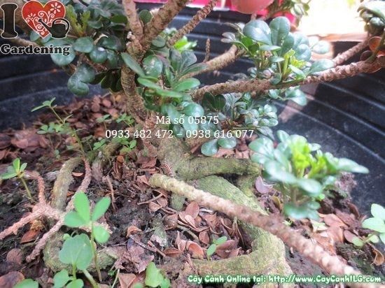 Cây Ngâu Tàu – Ý Nghĩa, Cách Chăm Sóc & Mua Bán Sỉ Lẻ Giá Tốt Tại TP.HCM