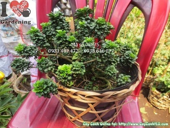 Cây Ngâu Tàu – Ý Nghĩa, Cách Chăm Sóc & Mua Bán Sỉ Lẻ Giá Tốt Tại TP.HCM