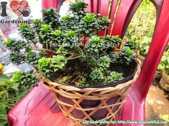 Cây Ngâu Tàu – Ý Nghĩa, Cách Chăm Sóc & Mua Bán Sỉ Lẻ Giá Tốt Tại TP.HCM