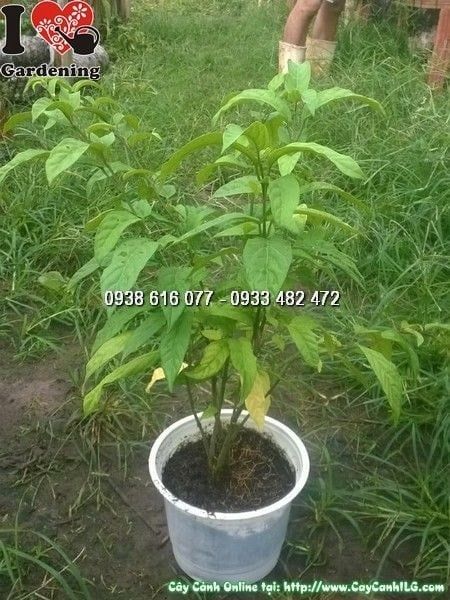 Cây Ngọc Minh Châu – Ý Nghĩa, Cách Chăm Sóc & Mua Bán Sỉ Lẻ Giá Tốt Tại TP.HCM