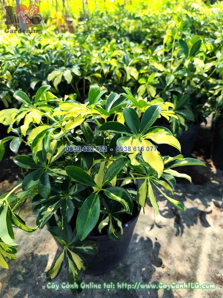 Cây Ngũ Gia Bì Cẩm Thạch cao 50cm trồng chậu
