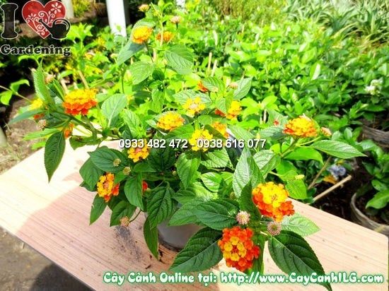 Cây Ngũ Sắc – Ý Nghĩa, Cách Chăm Sóc & Mua Bán Sỉ Lẻ Giá Tốt Tại TP.HCM