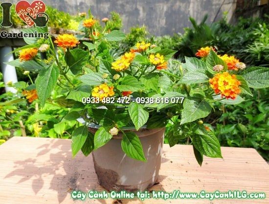 Cây Ngũ Sắc – Ý Nghĩa, Cách Chăm Sóc & Mua Bán Sỉ Lẻ Giá Tốt Tại TP.HCM