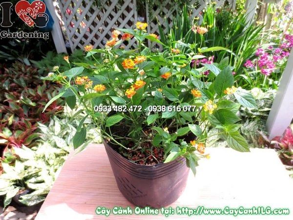 Cây Ngũ Sắc – Ý Nghĩa, Cách Chăm Sóc & Mua Bán Sỉ Lẻ Giá Tốt Tại TP.HCM