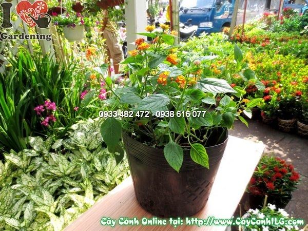 Cây Ngũ Sắc – Ý Nghĩa, Cách Chăm Sóc & Mua Bán Sỉ Lẻ Giá Tốt Tại TP.HCM